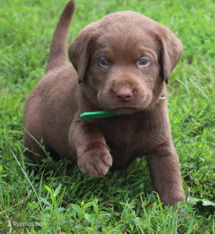 Charlie (Green Collar) – Labrador Retriever puppy for sale in Tiffin, OH
