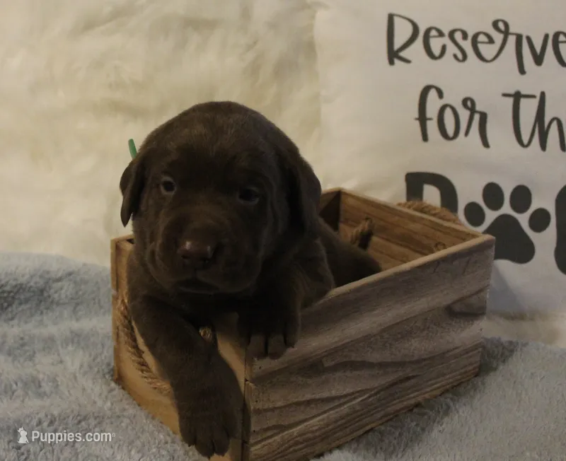 Charlie (Green Collar) – Labrador Retriever puppy for sale in Tiffin, OH