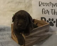 Charlie (Green Collar), a male Labrador Retriever for sale in Tiffin, OH – 7 of 7