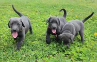 Theo (Tan Collar), a male Labrador Retriever for sale in Tiffin, OH – 8 of 8