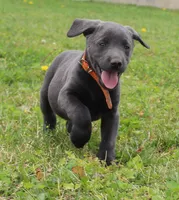 Ryder (Orange Collar), a male Labrador Retriever for sale in Tiffin, OH – 6 of 7