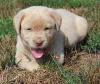 Franklin (Orange Collar), a male Labrador Retriever for sale in Tiffin, OH – 2 of 10