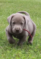 Oliver (Red Collar), a male Labrador Retriever for sale in Tiffin, OH – 3 of 8