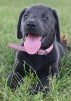 Faith (Pink Collar), a female Labrador Retriever for sale in Tiffin, OH – 5 of 10
