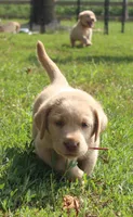Georgie (Red Collar), a male Labrador Retriever for sale in Tiffin, OH – 7 of 9
