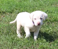 Susie (Purple Collar), a female Labrador Retriever for sale in Tiffin, OH – 4 of 10