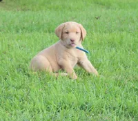 Molly (Light Blue Collar), a female Labrador Retriever for sale in Tiffin, OH – 5 of 10