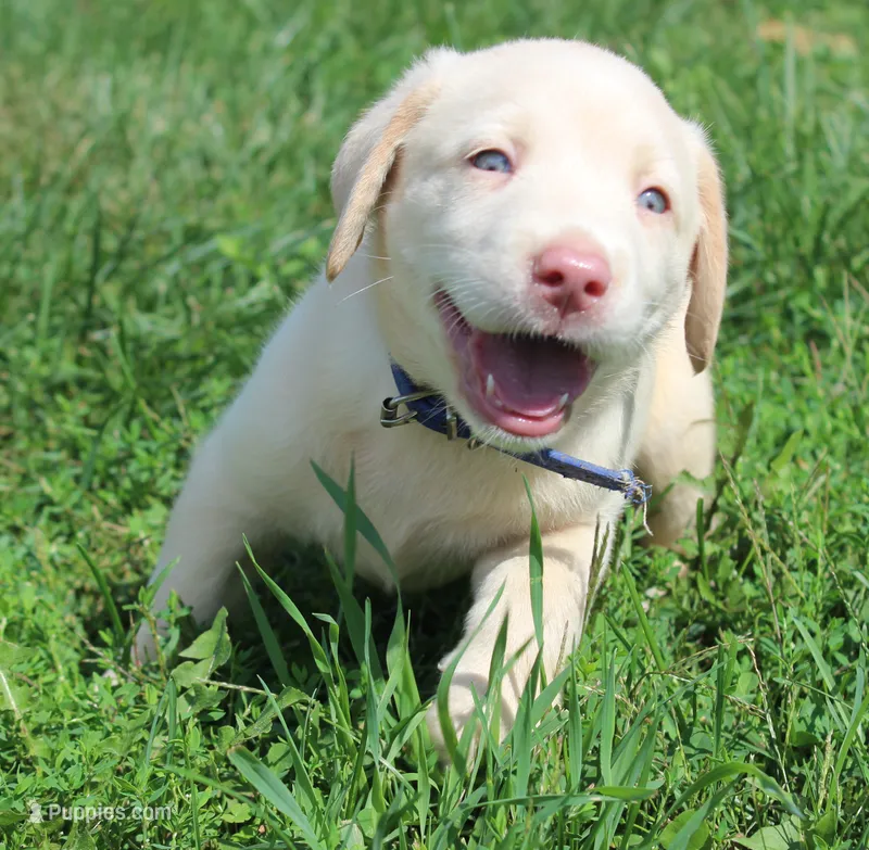 Thor (Blue Collar) – Labrador Retriever puppy for sale in Tiffin, OH