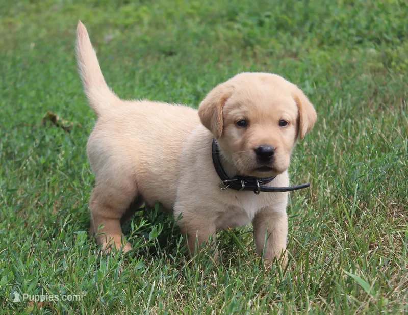 Milo (Black Collar) – Labrador Retriever puppy for sale in Tiffin, OH