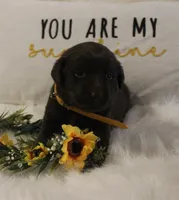 Emerson (Yellow Collar), a female Labrador Retriever for sale in Tiffin, OH – 2 of 6