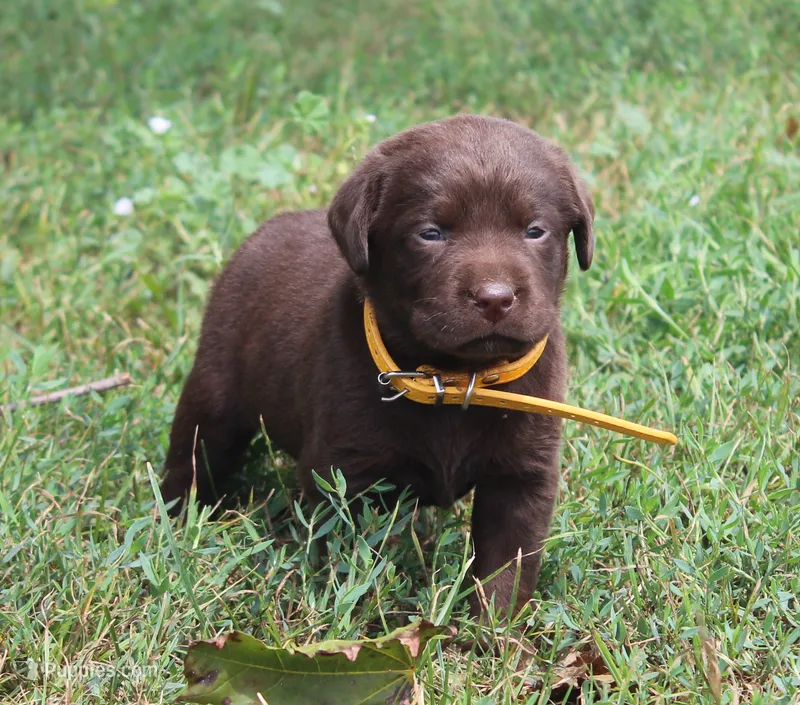 Emerson (Yellow Collar) – Labrador Retriever puppy for sale in Tiffin, OH