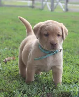 Kennedy (Light Blue), a female Labrador Retriever for sale in Tiffin, OH – 1 of 10