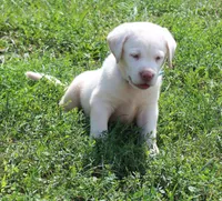 Bear (Light Blue Collar), a male Labrador Retriever for sale in Tiffin, OH – 6 of 10