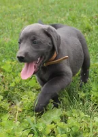 Theo (Tan Collar), a male Labrador Retriever for sale in Tiffin, OH – 2 of 8