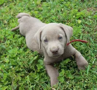 Oliver (Red Collar), a male Labrador Retriever for sale in Tiffin, OH – 4 of 8