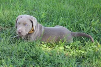 Lily "Last Puppy Available", a female Labrador Retriever for sale in Tiffin, OH – 10 of 10