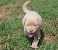 Franklin (Orange Collar), a male Labrador Retriever for sale in Tiffin, OH – 6 of 10
