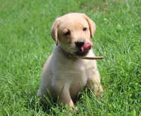 Wren (Tan Collar), a male Labrador Retriever for sale in Tiffin, OH – 6 of 8