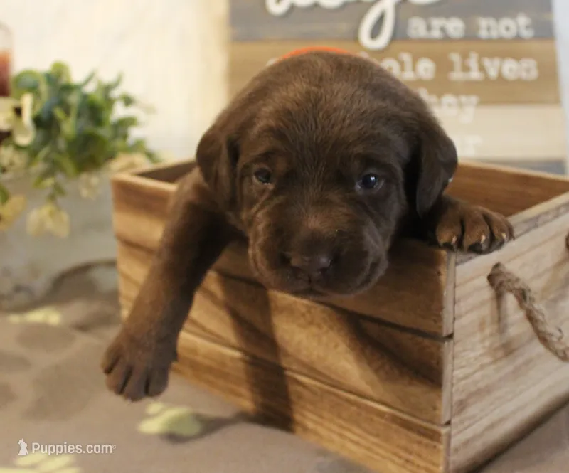 Bruno (Orange Collar) – Labrador Retriever puppy for sale in Tiffin, OH