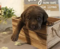Bruno (Orange Collar), a male Labrador Retriever for sale in Tiffin, OH – 1 of 2