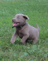 Bruce {Black Collar}, a male Labrador Retriever for sale in Tiffin, OH – 3 of 7