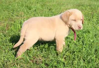 Chloe (Pink Collar), a female Labrador Retriever for sale in Tiffin, OH – 8 of 10