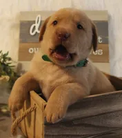 Truman (Green Collar), a male Labrador Retriever for sale in Tiffin, OH – 5 of 7