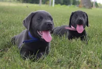 Faith (Pink Collar), a female Labrador Retriever for sale in Tiffin, OH – 7 of 10