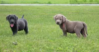 Ryder (Orange Collar), a male Labrador Retriever for sale in Tiffin, OH – 2 of 7