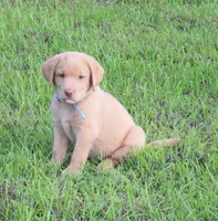 Molly (Light Blue Collar), a female Labrador Retriever for sale in Tiffin, OH – 4 of 10