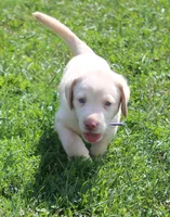 Thor (Blue Collar), a male Labrador Retriever for sale in Tiffin, OH – 2 of 10