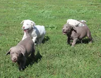 Ally (Pink Collar), a female Labrador Retriever for sale in Tiffin, OH – 7 of 10