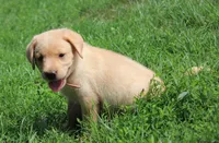 Wren (Tan Collar), a male Labrador Retriever for sale in Tiffin, OH – 4 of 8