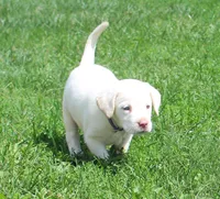 Susie (Purple Collar), a female Labrador Retriever for sale in Tiffin, OH – 7 of 10