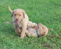 Molly (Light Blue Collar), a female Labrador Retriever for sale in Tiffin, OH – 9 of 10