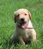 Wren (Tan Collar), a male Labrador Retriever for sale in Tiffin, OH – 5 of 8