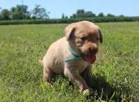 Kennedy (Light Blue), a female Labrador Retriever for sale in Tiffin, OH – 9 of 10