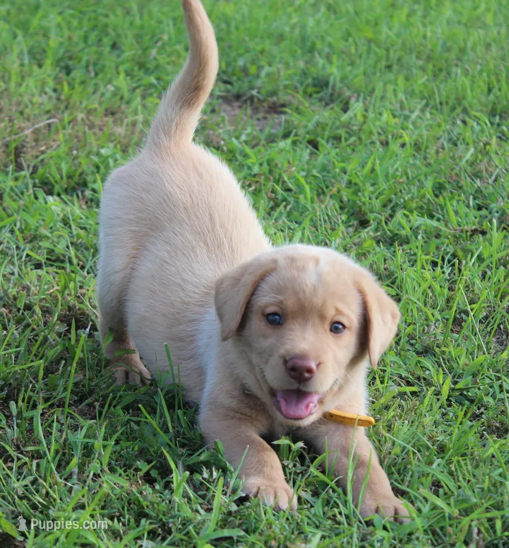Stella (Yellow Collar) – Labrador Retriever puppy for sale in Tiffin, OH