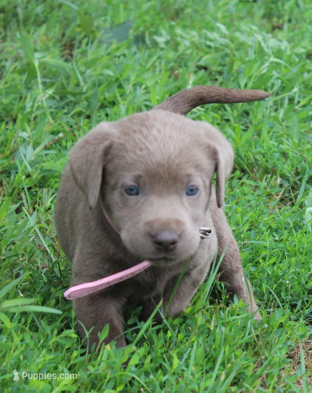 Winnie (Pink Collar) – Labrador Retriever puppy for sale in Tiffin, OH