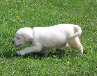 Bear (Light Blue Collar), a male Labrador Retriever for sale in Tiffin, OH – 7 of 10