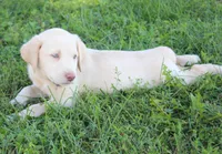 Thor (Blue Collar), a male Labrador Retriever for sale in Tiffin, OH – 5 of 10