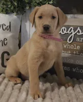 Callie (Light Pink Collar), a female Labrador Retriever for sale in Tiffin, OH – Photo 3 of 7