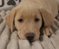 Callie (Light Pink Collar), a female Labrador Retriever for sale in Tiffin, OH – Photo 4 of 7