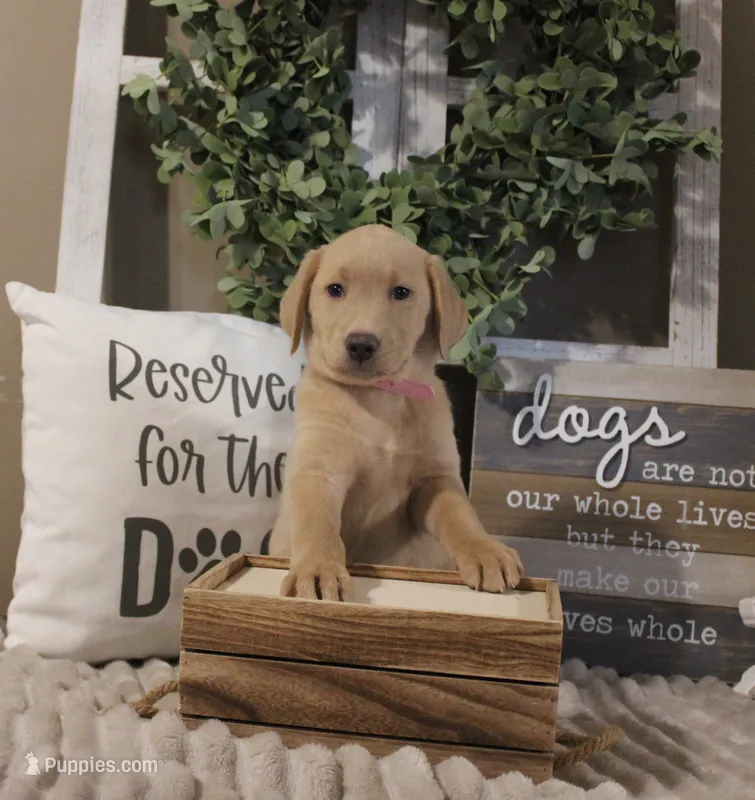 Callie (Light Pink Collar)