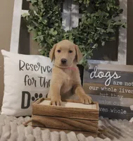 Callie (Light Pink Collar), a female Labrador Retriever for sale in Tiffin, OH – Photo 1 of 7