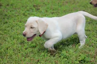 Ms. Polly (Pink Collar), a female Labrador Retriever for sale in Tiffin, OH – Photo 2 of 10