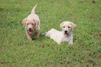 Ms. Polly (Pink Collar), a female Labrador Retriever for sale in Tiffin, OH – Photo 7 of 10