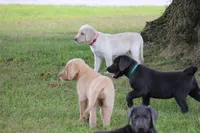 Ms. Polly (Pink Collar), a female Labrador Retriever for sale in Tiffin, OH – Photo 6 of 10
