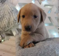 Callie (Light Pink Collar), a female Labrador Retriever for sale in Tiffin, OH – Photo 5 of 7