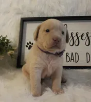 Quincy (Purple Collar), a female Labrador Retriever for sale in Tiffin, OH – 5 of 6